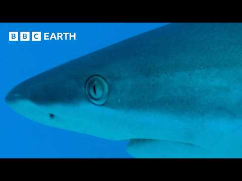 Reef Shark Feeding Frenzy | South Pacific | BBC Earth