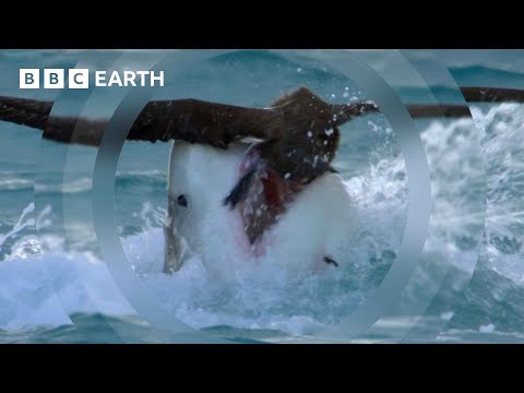 Will These Birds Escape The Jaws Of A Shark? | South Pacific | BBC Earth