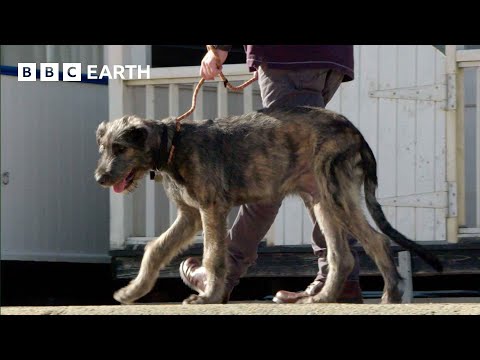 Puppy’s First Trip to the Seaside | Wonderful World of Puppies | BBC Earth