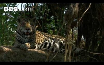 The Pantanal: The Land of Giant Animals | How Nature Works | BBC Earth