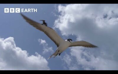 What Do These Birds and Coconuts Have In Common? | South Pacific | BBC Earth