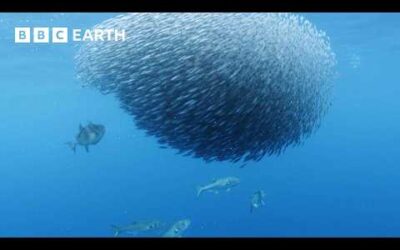 Exploring the North Atlantic | 4K UHD | North Atlantic: The Dark Ocean | BBC Earth