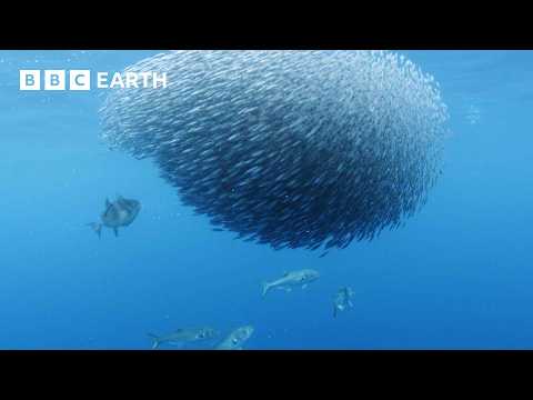 Exploring the North Atlantic | 4K UHD | North Atlantic: The Dark Ocean | BBC Earth