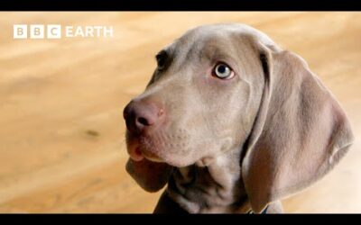 Weimaraner Puppy Reunited with Brother for Play Date | Wonderful World of Puppies | BBC Earth