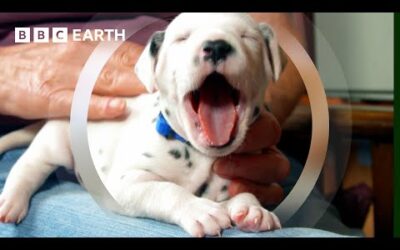 Dalmatian Puppy Learns to Enjoy Human Contact | Wonderful World of Puppies | BBC Earth