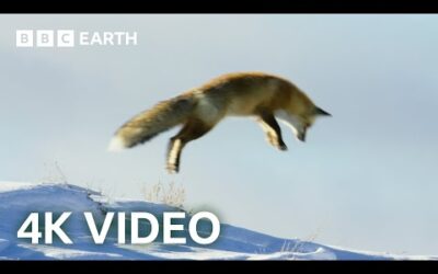 Fox Dives Head First in to Snow | 4K UHD | Planet Earth II | BBC Earth