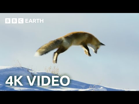 Fox Dives Head First in to Snow | 4K UHD | Planet Earth II | BBC Earth