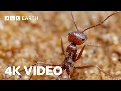 Antlion Cone Death Trap | 4K UHD | The Hunt | BBC Earth