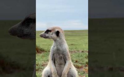 A meerkat mother-to-be 💚 #Shorts #Meerkat #Nature