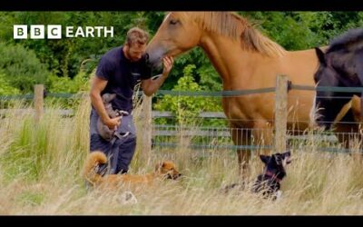 These Dogs Have Their Own ‘Country Club’ | The Wonderful World of Puppies | BBC Earth