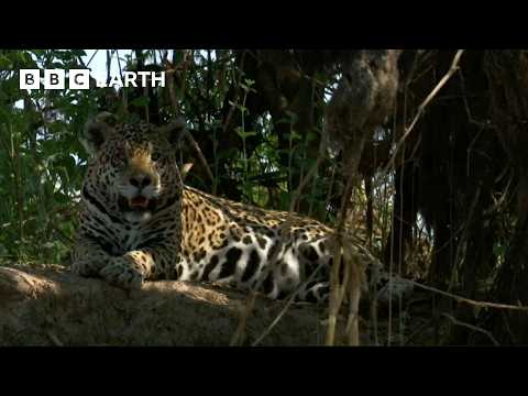 The Pantanal: The Land of Giant Animals | How Nature Works | BBC Earth