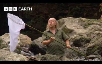 Bug Catching Isn’t as Easy as You’d Think | Bill Bailey’s Jungle Hero | BBC Earth