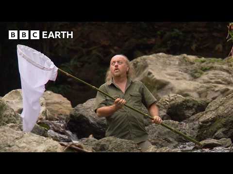 Bug Catching Isn’t as Easy as You’d Think | Bill Bailey’s Jungle Hero | BBC Earth