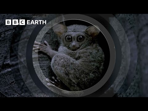 A Cute But Creepy Tiny Predator | The Making of Mammals | BBC Earth