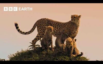 Are We Loving Cheetahs To Death? | 4K UHD | Mammals | BBC Earth