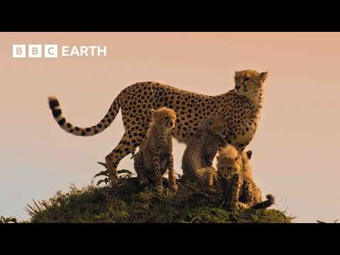 Are We Loving Cheetahs To Death? | 4K UHD | Mammals | BBC Earth