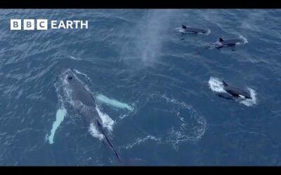 Humpback Whales and Orcas Feed Together | North Atlantic | 4K UHD | BBC Earth