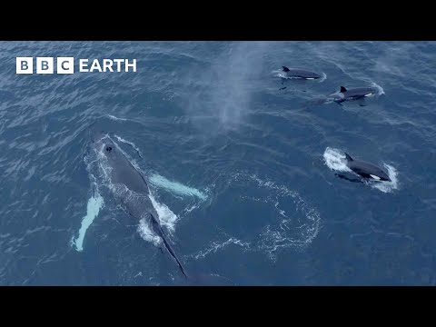 Humpback Whales and Orcas Feed Together | North Atlantic | 4K UHD | BBC Earth