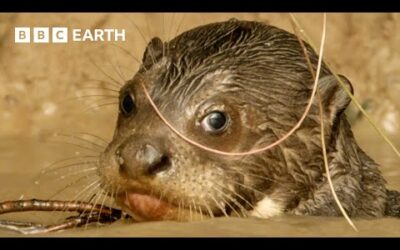 Giant Otter Pups Learn Toilet Etiquette | Animal Babies | BBC Earth