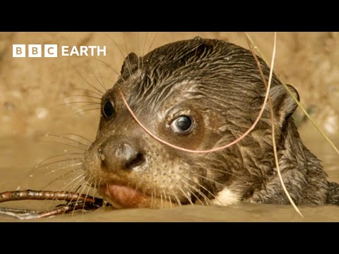 Giant Otter Pups Learn Toilet Etiquette | Animal Babies | BBC Earth