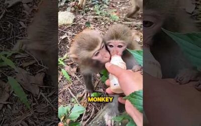 The man feeding milk to a little monkey #shorts