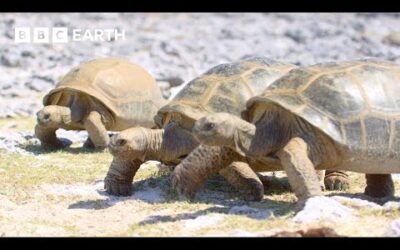 Can These Tortoises Avoid Being Boiled In Their Shell? | A Perfect Planet | 4K UHD | BBC Earth