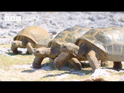 Can These Tortoises Avoid Being Boiled In Their Shell? | A Perfect Planet | 4K UHD | BBC Earth