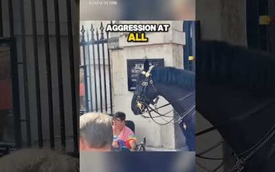 This horse ‘s act of kindness left everyone shocked #shorts