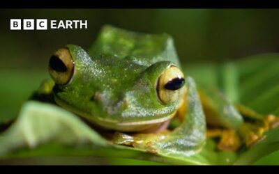 Finding Wallace’s Flying Frog | Bill Bailey’s Jungle Hero | BBC Earth