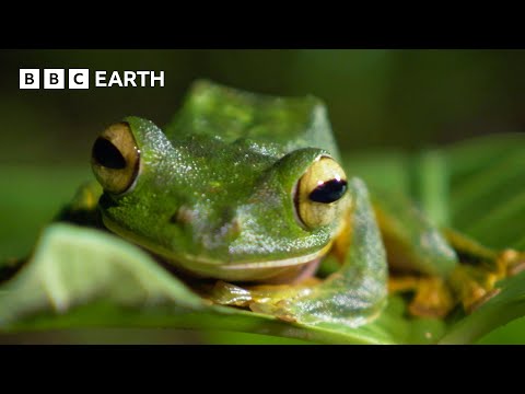 Finding Wallace’s Flying Frog | Bill Bailey’s Jungle Hero | BBC Earth