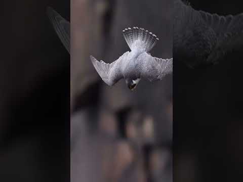 In a controlled dive, the peregrine falcon can reach speeds upwards of 350 kilometres per hour!