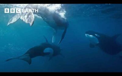 Orca Kidnaps Baby Humpback Whale | 4K UHD | Mammals | BBC Earth