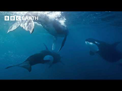 Orca Kidnaps Baby Humpback Whale | 4K UHD | Mammals | BBC Earth