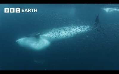 Whales Feed on Shoal of Fish | North Atlantic | 4K UHD | BBC Earth