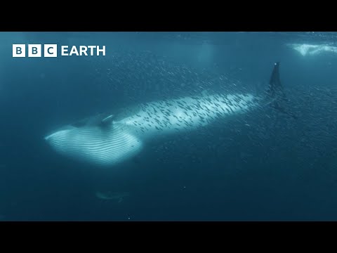 Whales Feed on Shoal of Fish | North Atlantic | 4K UHD | BBC Earth