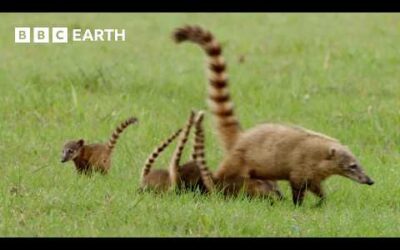 Baby Coati Races To Escape Hawk | Earth’s Great Seasons | BBC Earth