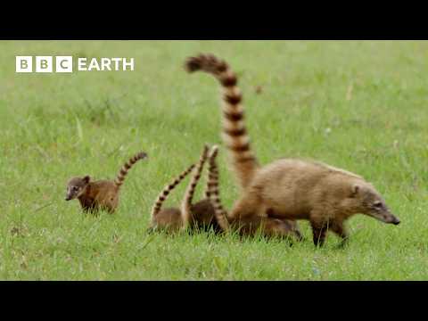 Baby Coati Races To Escape Hawk | Earth’s Great Seasons | BBC Earth