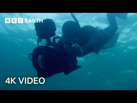 Getting Scarily Close to Feeding Fin Whales | North Atlantic: The Dark Ocean | 4K UHD | BBC Earth