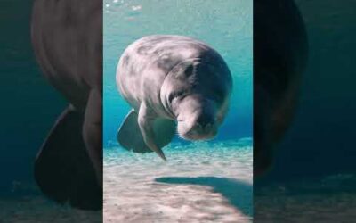 Due to their slow movement, manatees are often referred to as ‘sea cows’ 🐮 #Manatee #Shorts #Ocean