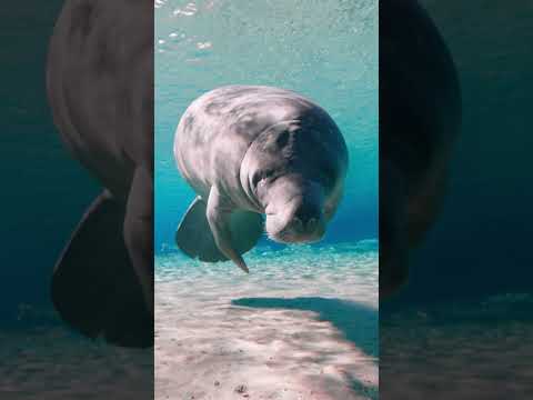 Due to their slow movement, manatees are often referred to as ‘sea cows’ 🐮 #Manatee #Shorts #Ocean