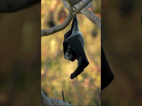 Bats play an ecological role in the forest, as they carry seeds and pollinate trees 🦇 #Shorts #Earth