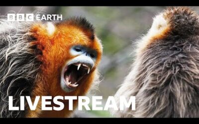 🔴 LIVE: Amazing Asian Wildlife | BBC Earth