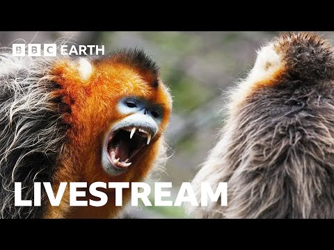 🔴 LIVE: Amazing Asian Wildlife | BBC Earth