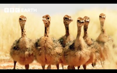 Ostrich Chicks Get First Ever Drink of Water | Animal Babies | BBC Earth