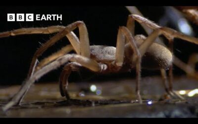 Subterranean Spiders Survive in Total Darkness | South Pacific | BBC Earth