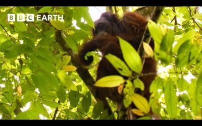 Getting a Glimpse of a Bornean Orangutan | Bill Bailey’s Jungle Hero | BBC Earth