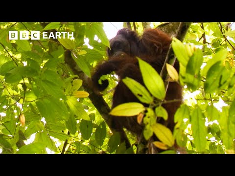 Getting a Glimpse of a Bornean Orangutan | Bill Bailey’s Jungle Hero | BBC Earth