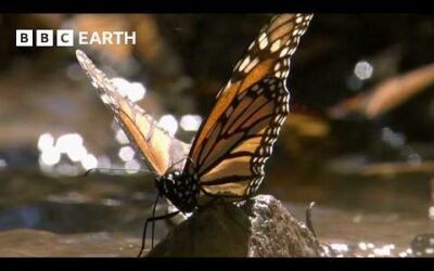 A Breathtaking Swarm of 100 Million Butterflies | Earth’s Great Seasons | BBC Earth