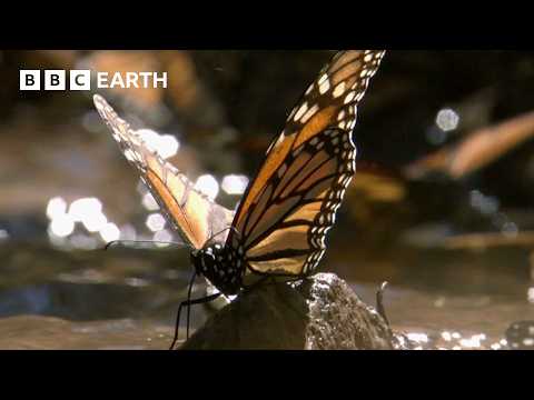 A Breathtaking Swarm of 100 Million Butterflies | Earth’s Great Seasons | BBC Earth