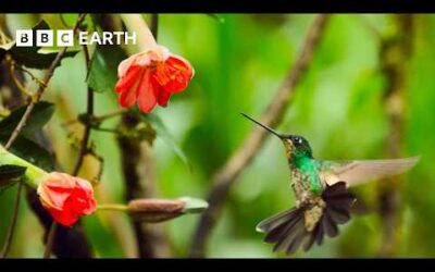 A Journey Across Our Planet | 4K UHD | Planet Earth II | BBC Earth